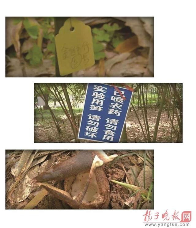 南京一高校竹筍實(shí)驗(yàn)多年未完 因竹筍年年被偷挖 南京一高校竹筍實(shí)驗(yàn)多年未完 因竹筍年年被偷挖