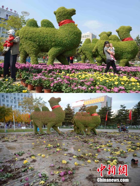 呼和浩特菊花展提前結束 數(shù)萬盆菊花被搬空