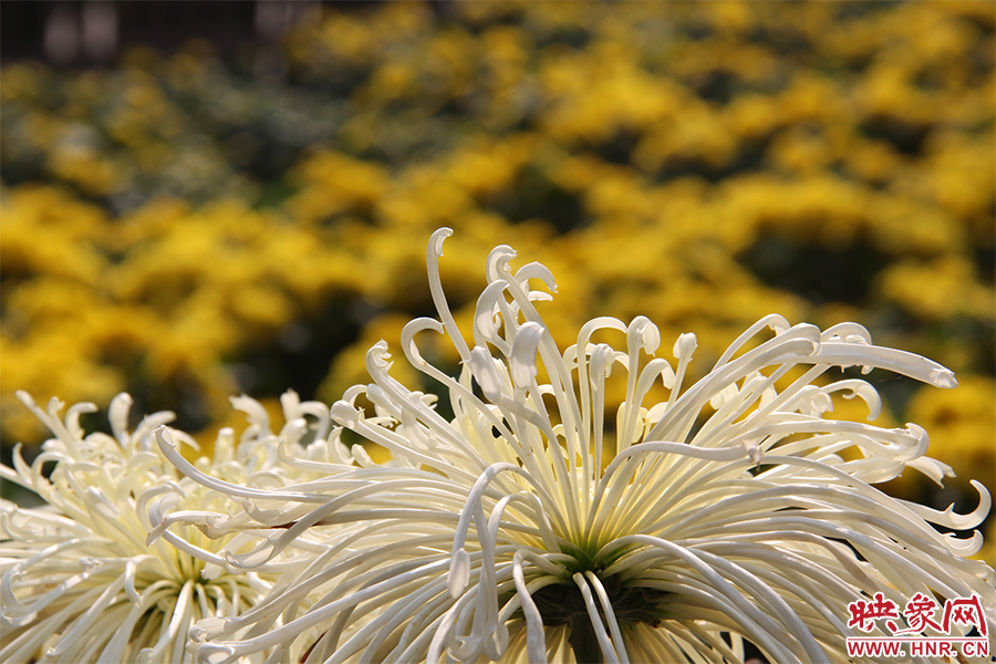 菊花飄香。