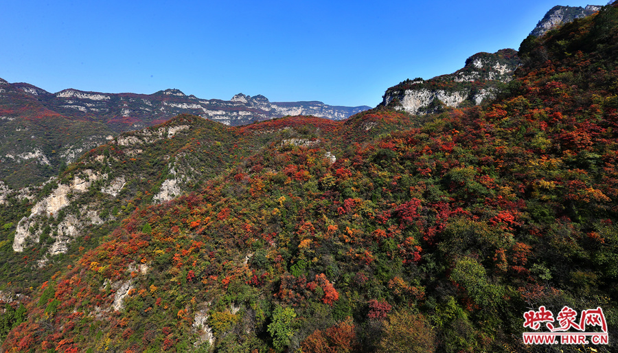 紅色，黃色，綠色的樹葉相互映襯