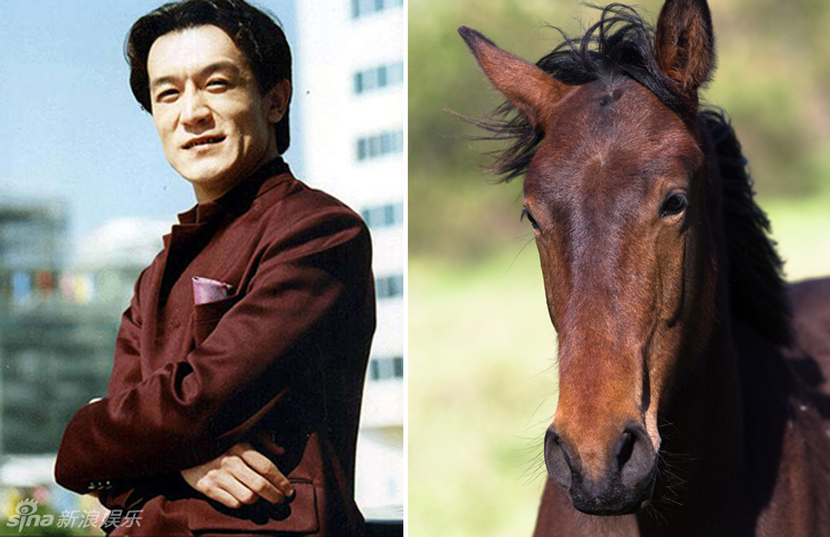 不小心就撞臉了！盤點動物界的明星相