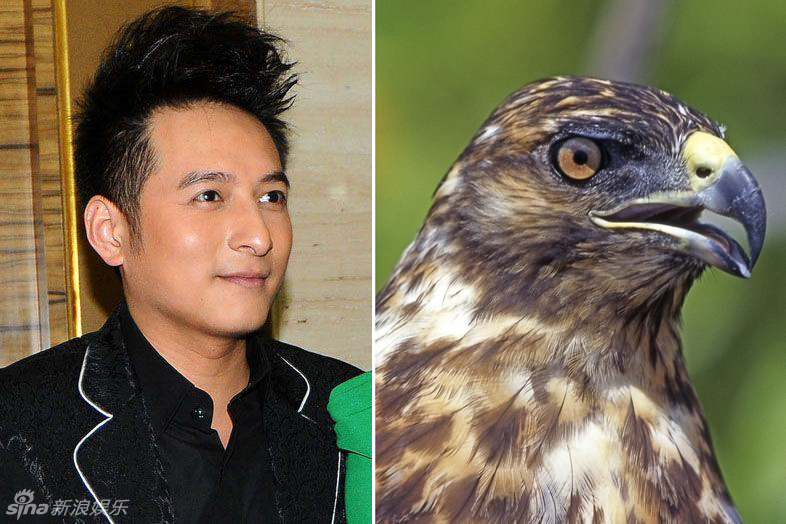 不小心就撞臉了！盤點動物界的明星相