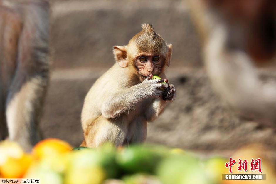 泰國(guó)慶祝猴子自助餐節(jié) 2噸美食犒賞饞嘴猴 泰國(guó)慶祝猴子自助餐節(jié) 2噸美食犒賞饞嘴猴