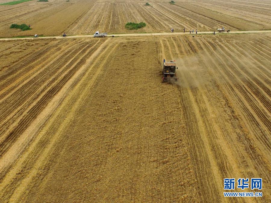 這是5月28日在河南省南陽市唐河縣甘河灣村航拍的麥?zhǔn)宅F(xiàn)場。