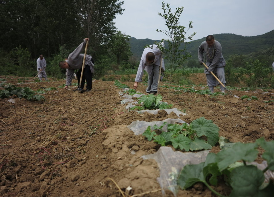 少林寺耕種的120多畝小麥?zhǔn)炝?，武僧們走進(jìn)田間，收獲黃燦燦的果實(shí)。