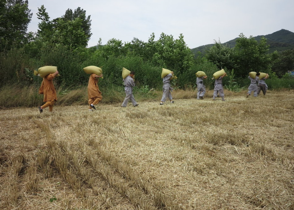 武僧在田間肩扛糧食。