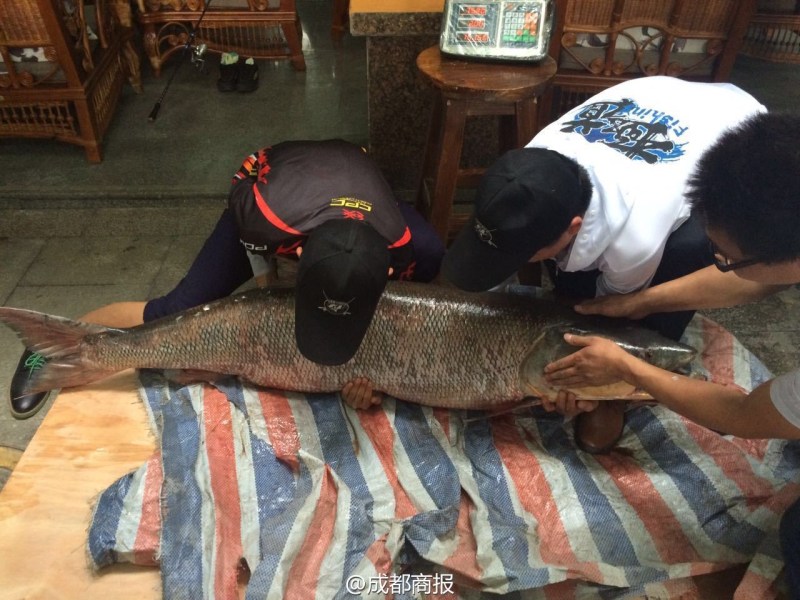圖為父子倆翻動(dòng)大魚。