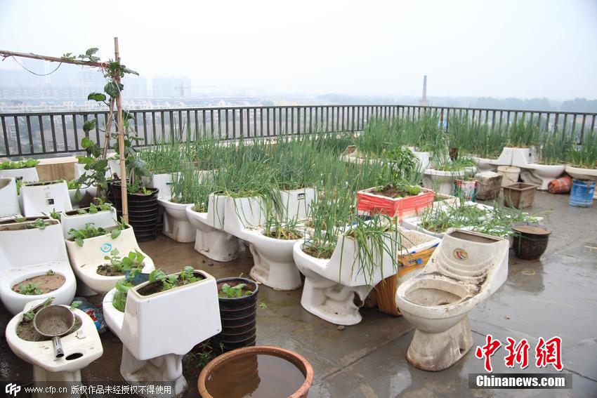 公共天臺變菜園 公共天臺變菜園