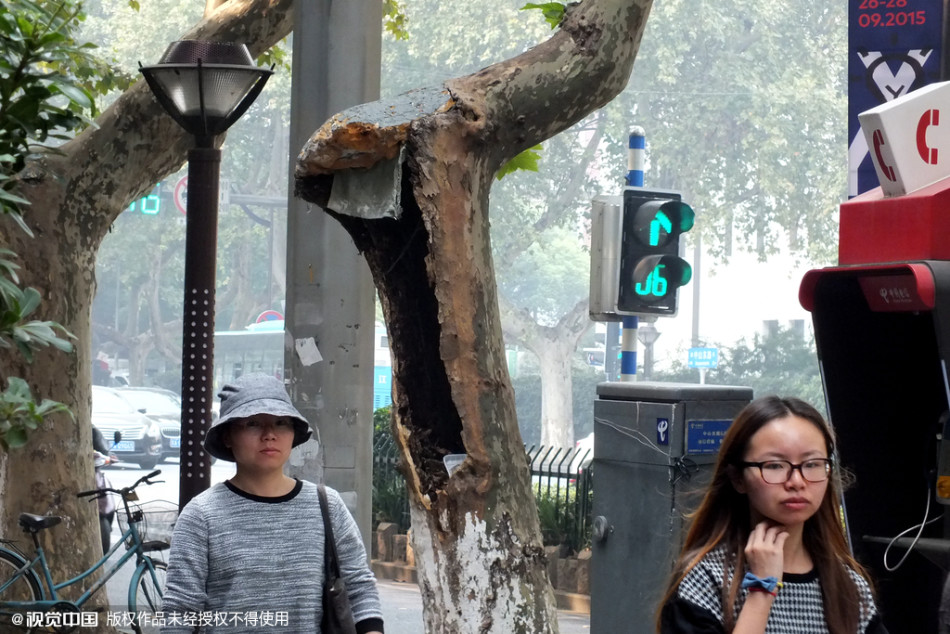 南京千株梧桐樹(shù)淪為“垃圾箱” 南京千株梧桐樹(shù)淪為“垃圾箱”