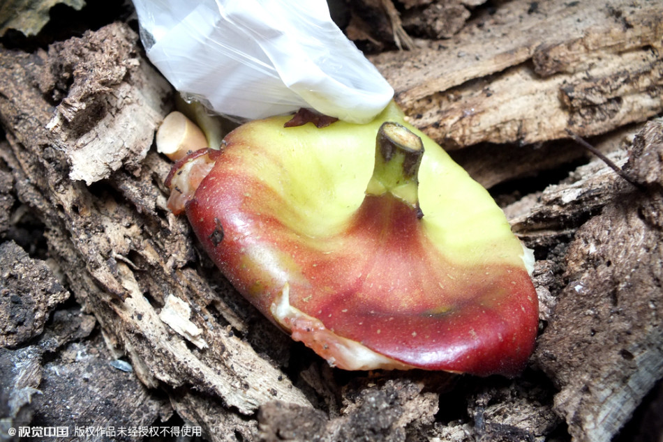 南京千株梧桐樹(shù)淪為“垃圾箱” 南京千株梧桐樹(shù)淪為“垃圾箱”