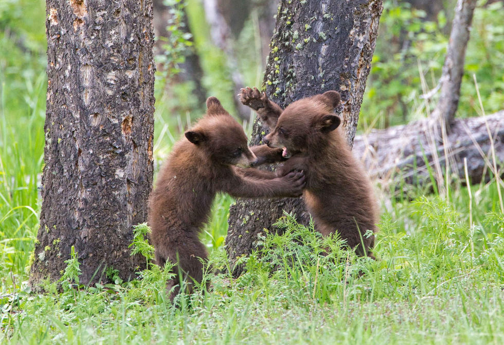 兩只萌噠噠的小熊在一顆大樹下玩躲貓貓，一會突然跳出來嚇唬對方，一會對著彼此做鬼臉，逗趣模樣讓人忍不住捧腹大笑。
