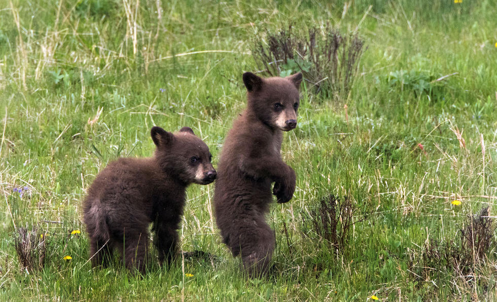 兩只萌噠噠的小熊在一顆大樹下玩躲貓貓，一會突然跳出來嚇唬對方，一會對著彼此做鬼臉，逗趣模樣讓人忍不住捧腹大笑。