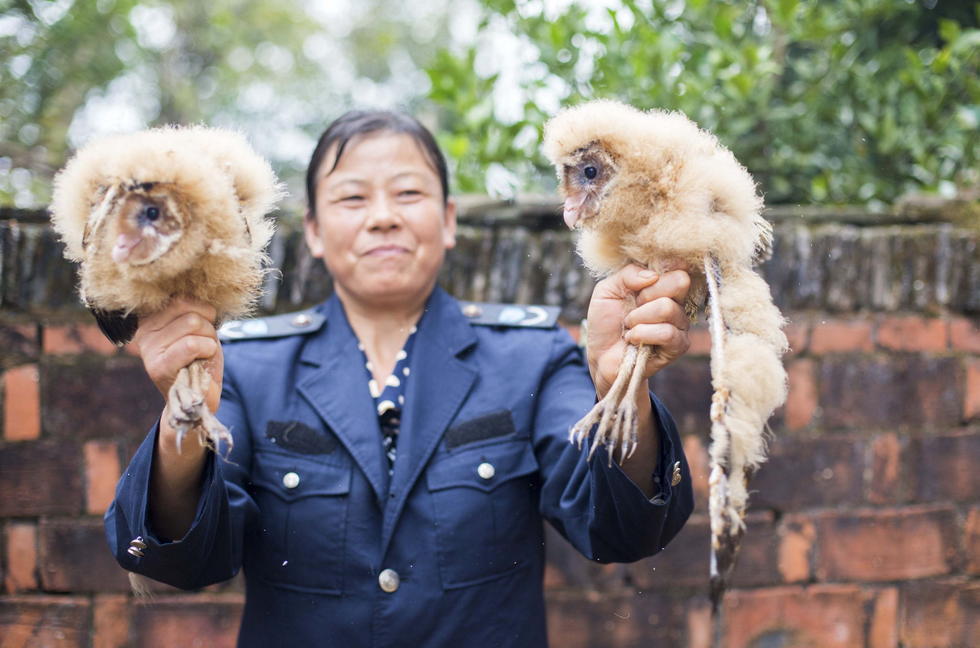 11月6日，記者聯(lián)系上都昌縣的村民危億玲，她是撿到雛鳥的曹女士的兒媳。她向記者介紹，稱他們家住在蔡嶺鎮(zhèn)北炎村港邊舍自然村，她婆婆11月4日下午上山采茶籽時，在樹下發(fā)現(xiàn)了5只可愛的雛鳥并帶回了家。