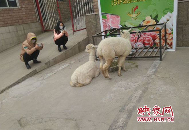 網(wǎng)絡神獸現(xiàn)身中原路 網(wǎng)絡神獸現(xiàn)身中原路