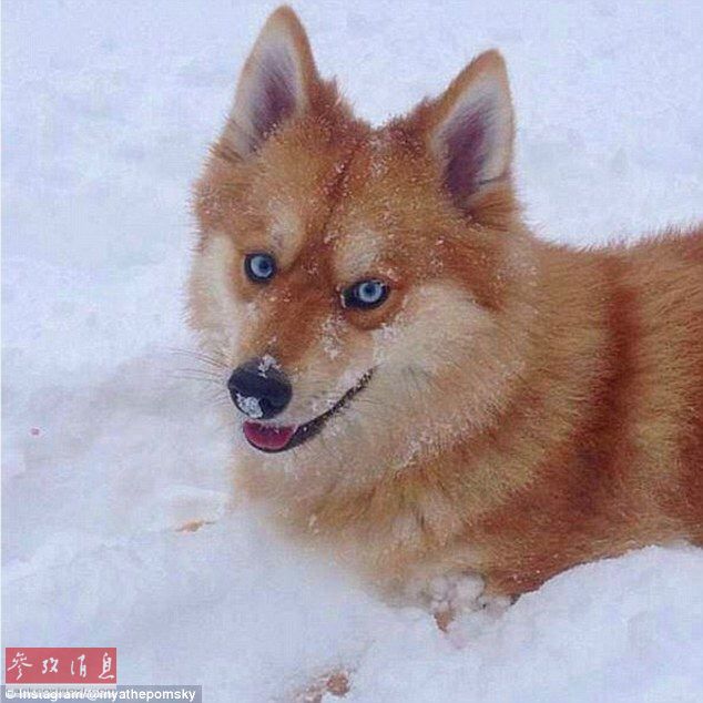 狐貍還是狗？藍眼睛萌寵走紅網(wǎng)絡