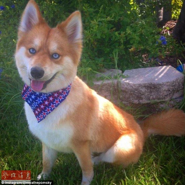 狐貍還是狗？藍眼睛萌寵走紅網(wǎng)絡