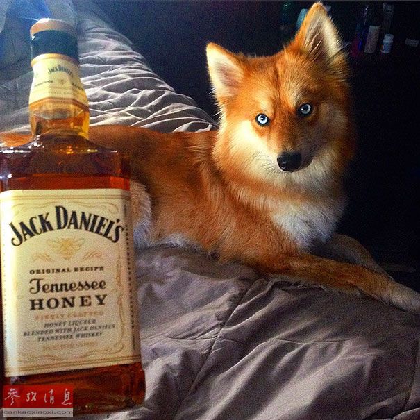 狐貍還是狗？藍眼睛萌寵走紅網(wǎng)絡