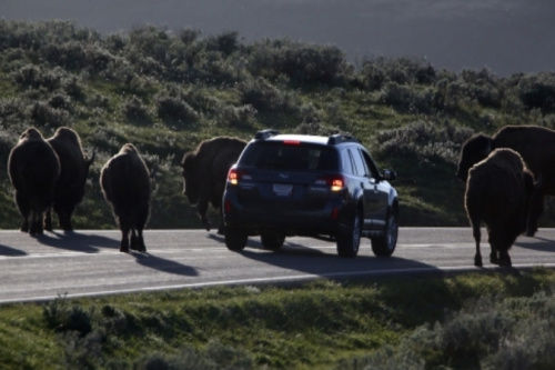 警方已經(jīng)派出大量工作人員、警犬和飛行器在當(dāng)?shù)卣归_搜尋