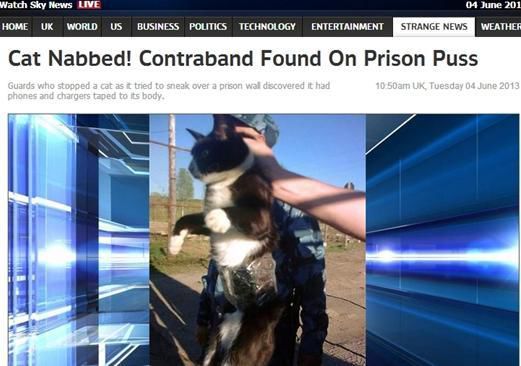 資料圖：2013年，俄羅斯獄警也曾抓獲身負(fù)手機(jī)和充電寶的貓，它本想混進(jìn)俄羅斯科密地區(qū)一座監(jiān)獄