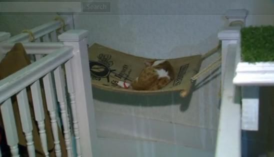 圖為加拿大首家貓咪咖啡館。