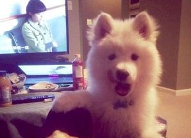 已經(jīng)被他人領(lǐng)養(yǎng)的Bosco。（加拿大《世界日報(bào)》援引CBC）