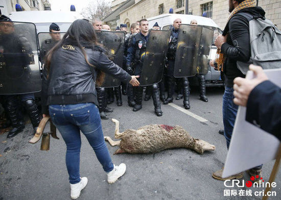 　　當?shù)貢r間2014年11月27日，法國巴黎，法國農民帶綿羊在埃菲爾鐵塔附近抗議，要求環(huán)保部門采取有效措施解決狼群襲擊羊群問題?！D片來源：TRICK KOVARIK/CFP