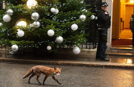 卡梅倫前往唐寧街參加活動(dòng) 被一只狐貍 卡梅倫前往唐寧街參加活動(dòng) 被一只狐貍