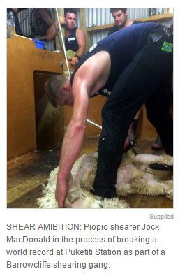 男子8小時(shí)內(nèi)為2910只羊剪毛 男子8小時(shí)內(nèi)為2910只羊剪毛