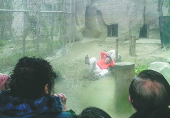 昨日，成都動物園，男子進(jìn)入白虎活動區(qū)后被白虎拖行。動物園出動50多人成功營救下他