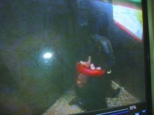 侯某被摁倒割喉。