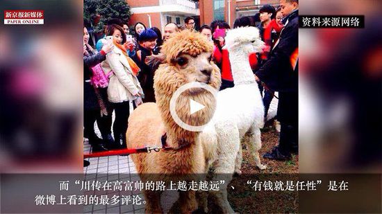 四川某高校請羊駝助陣馬術專業(yè) 網(wǎng)友稱有錢任性 四川某高校請羊駝助陣馬術專業(yè) 網(wǎng)友稱有錢任性