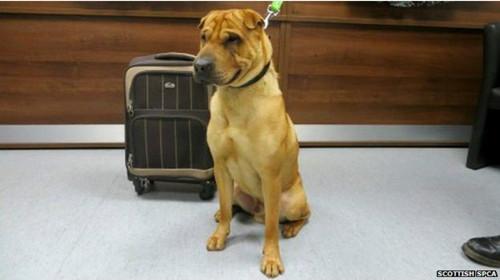 蘇格蘭動(dòng)物權(quán)益慈善組織已經(jīng)通過芯片查出這只小狗的名字叫凱。