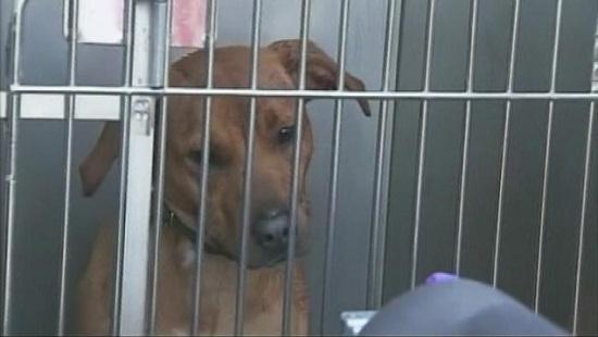 圖為當(dāng)時(shí)襲擊艾琳的兩只惡犬其中之一。