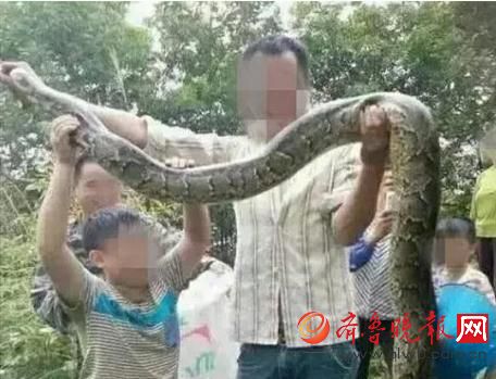 膽真大!男子抓野生大蟒燉湯 蟒蛇屬國家一級保護動物(圖) 膽真大!男子抓野生大蟒燉湯 蟒蛇屬國家一級保護動物(圖)