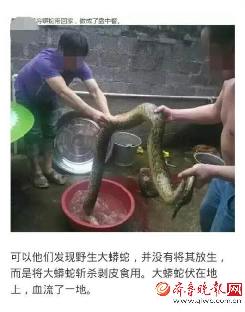 兩兄弟抓野生大蟒燉湯網(wǎng)上曬照 報應(yīng)來了(圖) 兩兄弟抓野生大蟒燉湯網(wǎng)上曬照 報應(yīng)來了(圖)