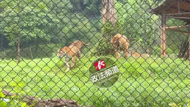 2女1男為逃票翻墻進動物園 落地時周圍站了7只虎 2女1男為逃票翻墻進動物園 落地時周圍站了7只虎