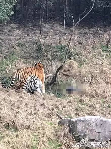 2女1男為逃票翻墻進動物園 落地時周圍站了7只虎 2女1男為逃票翻墻進動物園 落地時周圍站了7只虎