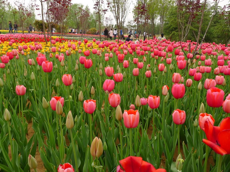 粽子節(jié)遇上兒童節(jié)，你想好去哪了么？