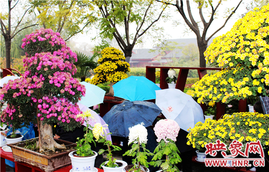 天好、花美 中國開封第32屆菊花文化節(jié)延長一周