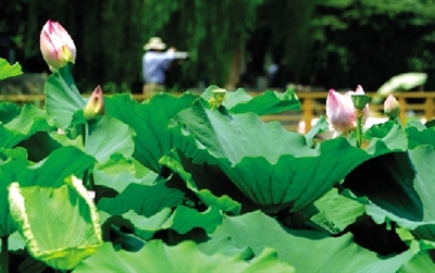 紫荊山公園2012年荷花碗蓮展開(kāi)展 紫荊山公園2012年荷花碗蓮展開(kāi)展