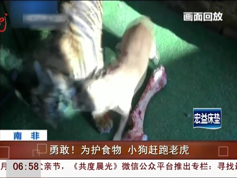 勇敢！為護(hù)食物 小狗趕跑老虎