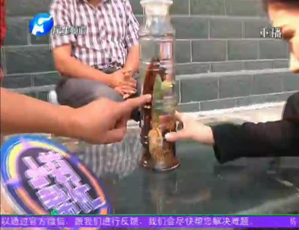 神奇！泡酒人參發(fā)芽長樹葉