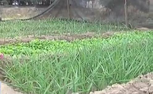 生態(tài)廊道變菜園 誰干的？