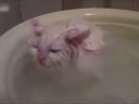 喜歡在盆里暖浴喵咪！這貨太懶了