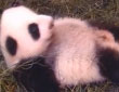 大陸贈(zèng)臺(tái)熊貓寶寶“圓仔”健康長大