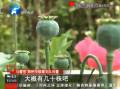 高檔別墅庭院 驚現(xiàn)68株罌粟