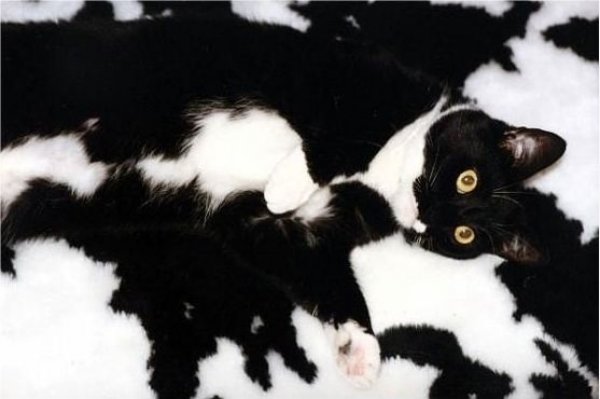 動(dòng)物爆笑“隱身術(shù)”